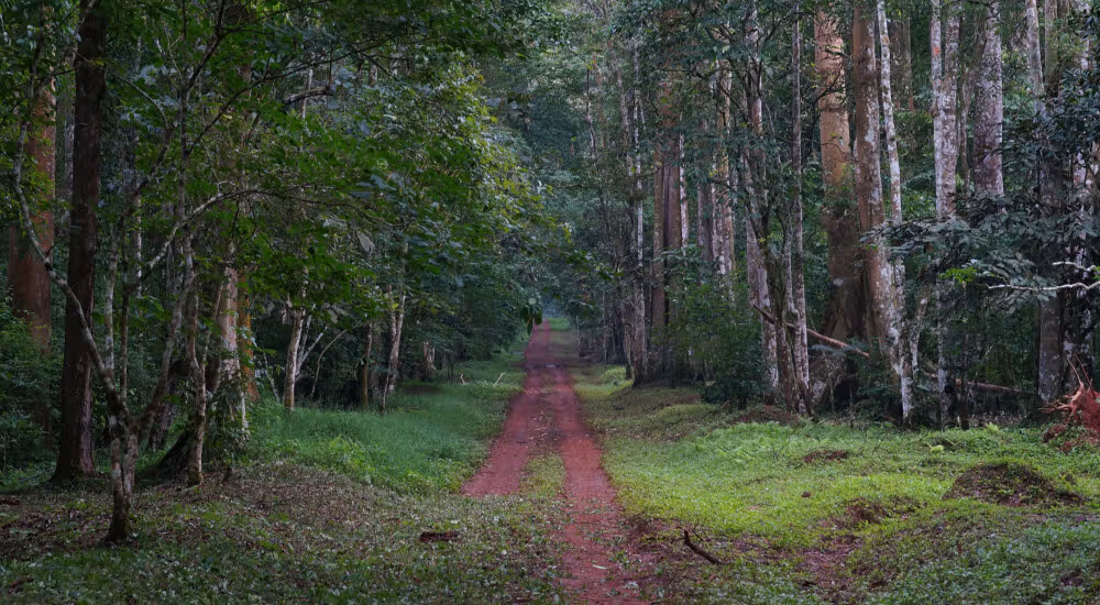 Nature Based Solutions image